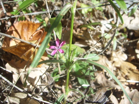 Cariofillacea ? - Dianthus armeria